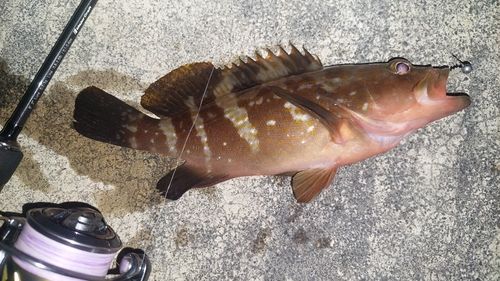 キジハタの釣果