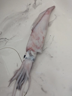 ヤリイカの釣果