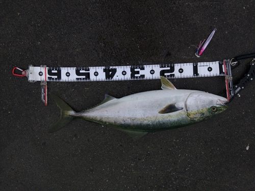 ハマチの釣果
