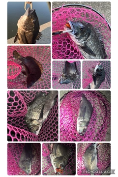チヌの釣果