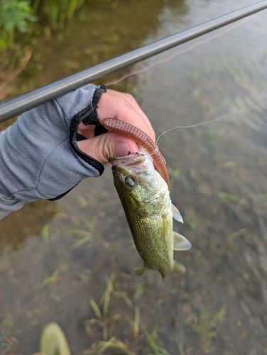 ラージマウスバスの釣果