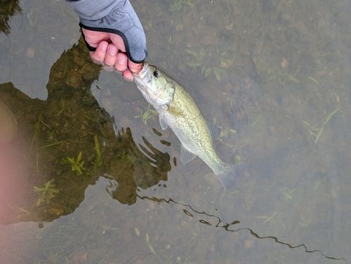 ラージマウスバスの釣果