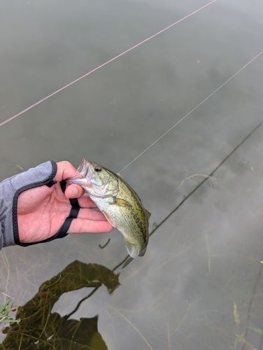 ラージマウスバスの釣果