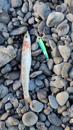 カマスの釣果