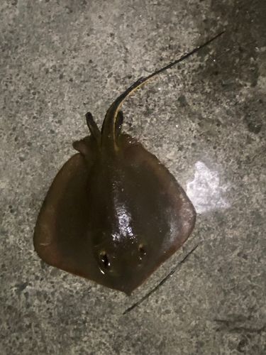 アカエイの釣果