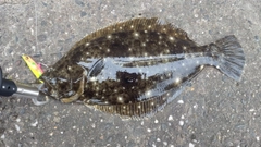 ヒラメの釣果