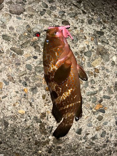 キジハタの釣果