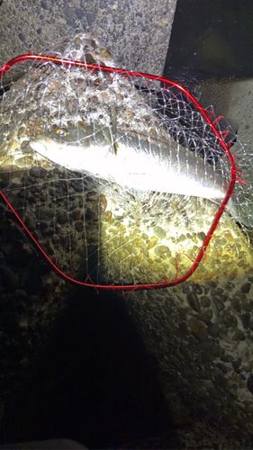 スズキの釣果