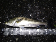 スズキの釣果