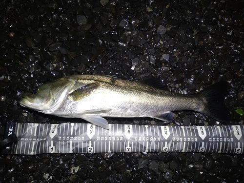 スズキの釣果