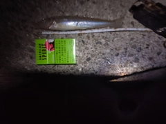 シロギスの釣果