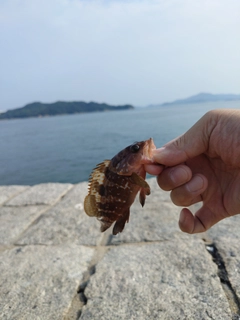 キジハタの釣果