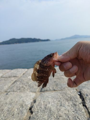 キジハタの釣果