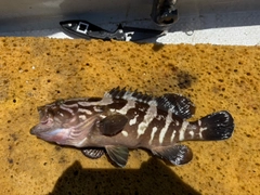 シオの釣果