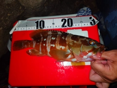 アカハタの釣果