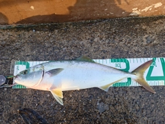 イナダの釣果
