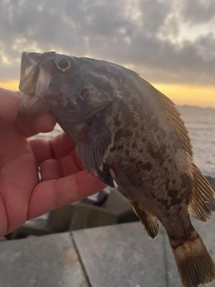 クロソイの釣果