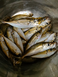 マアジの釣果