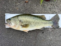 ラージマウスバスの釣果