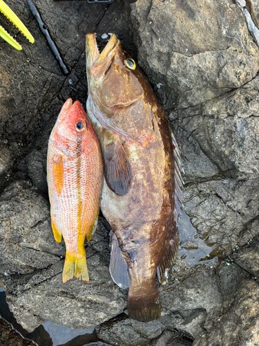 クエの釣果