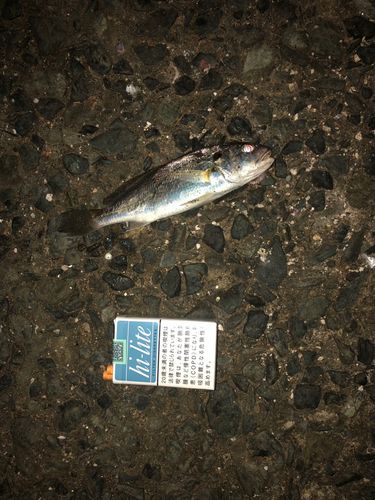 シログチの釣果