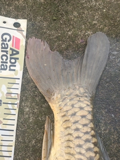 コイの釣果