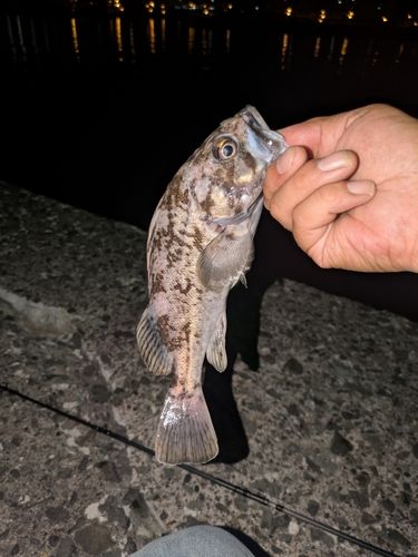 クロソイの釣果