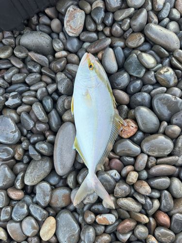 シオの釣果