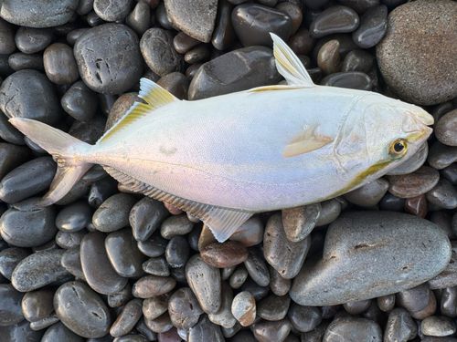シオの釣果