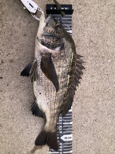 クロダイの釣果