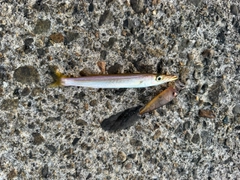 カマスの釣果