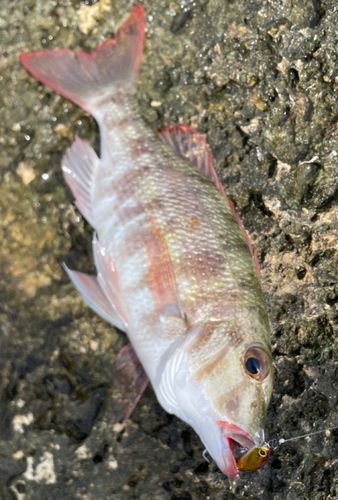 クチナジの釣果
