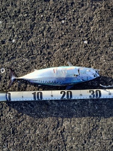 カツオの釣果