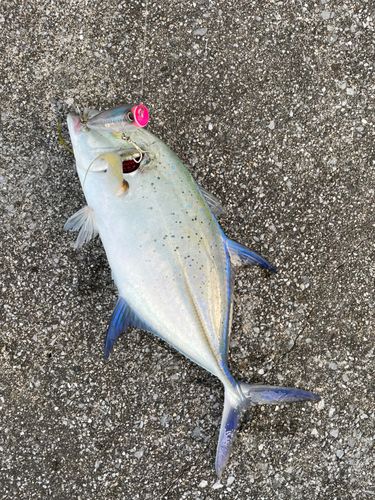 ガーラの釣果