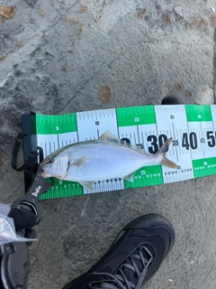 ショゴの釣果