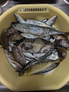 釣果