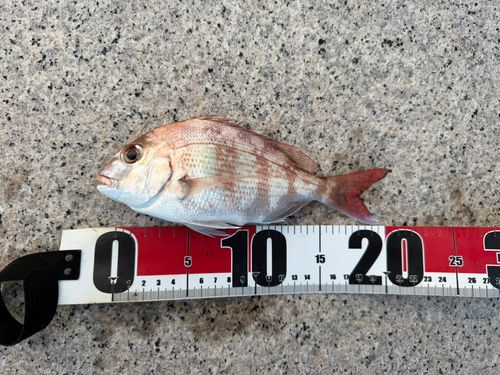 マダイの釣果