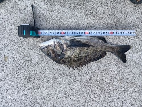 クロダイの釣果
