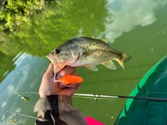 ラージマウスバスの釣果