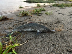 コイの釣果