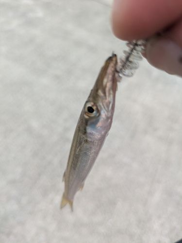 カマスの釣果