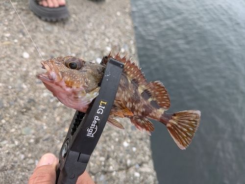 ガシラの釣果
