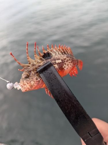 ハオコゼの釣果