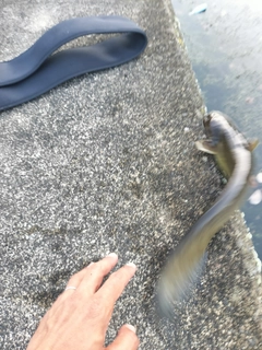 ナマズの釣果