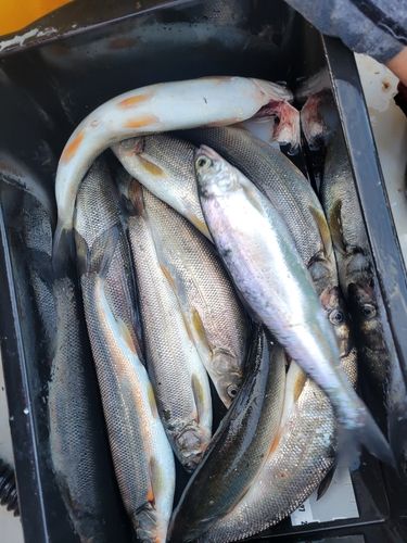 ヒメマスの釣果