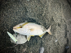 ショゴの釣果