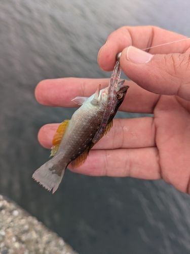 ホシササノハベラの釣果