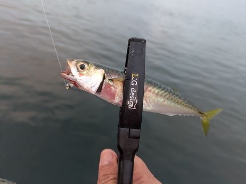 サバの釣果