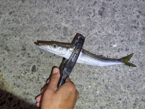 ヤマトカマスの釣果