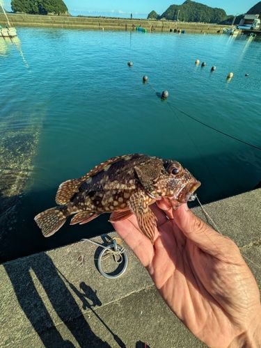 ガシラの釣果